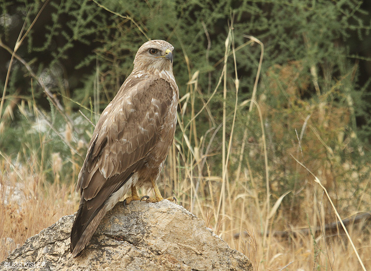   . Steppe Buzzard  Buteo buteo vulpinus.wadi Meitzar,Golan 10-05-12      Lior Kislev     